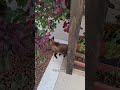 Isso me fez parar na hora #gatos #gateiraporamor #cat #petsfofinhos #vidadegato #pets #gato