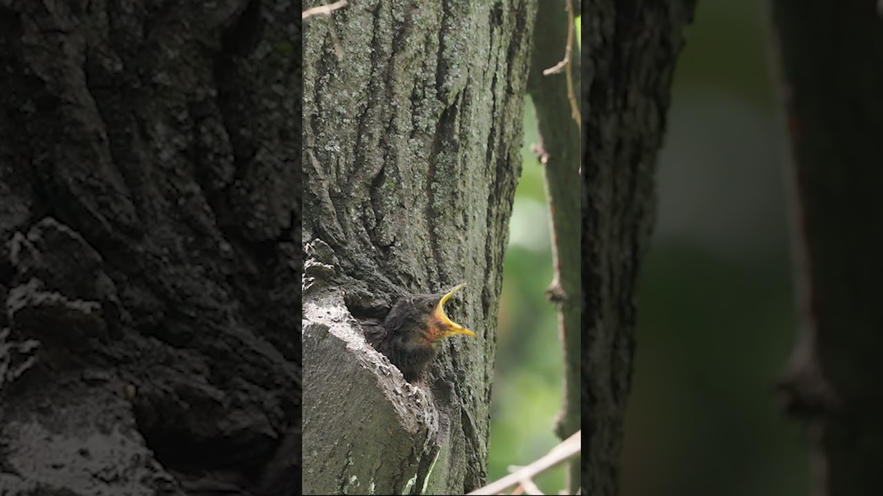 Starling baby begging for food and an adult bird feeding it, Sturnus vulgaris 
