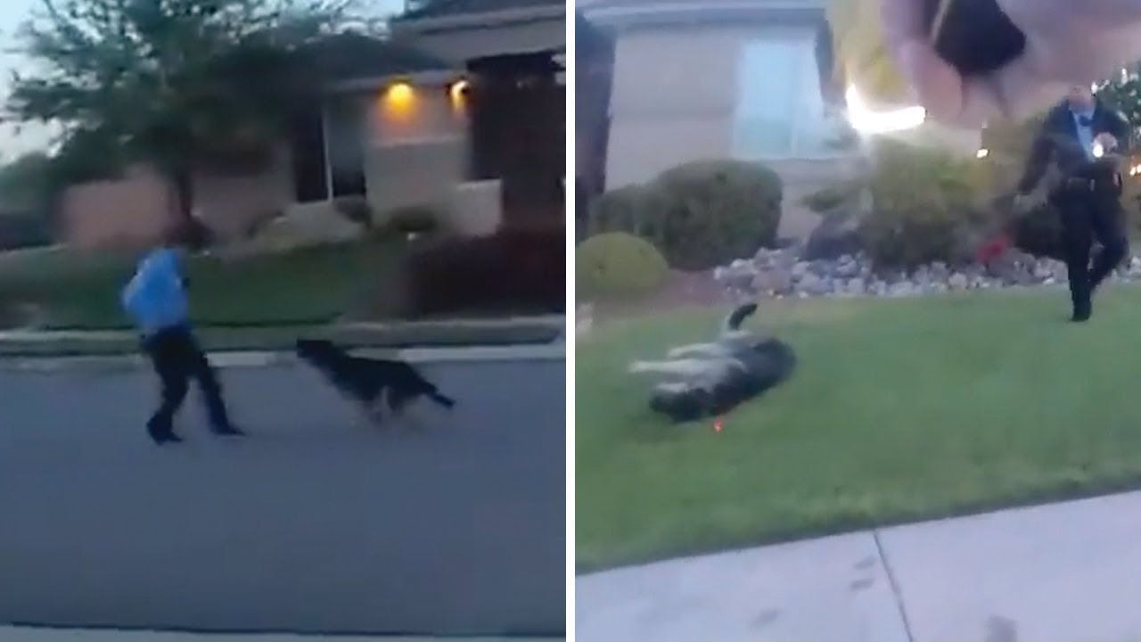 newspaper mockup Dog tased by officers investigating domestic dispute