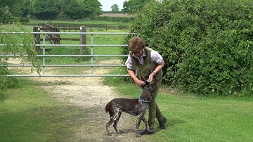 Training 9 month German shorthaired Pointer to sit and stay with you out of sight