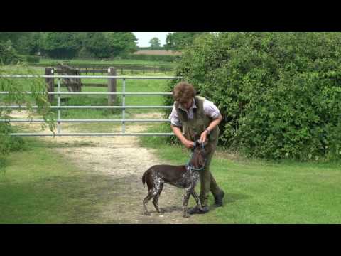 Video: Puas yog German wirehaired pointer hypoallergenic?