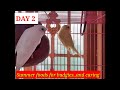 Summer foods for budgies daily routine videos..DAY 2..IN TAMIL..#budgielove and caring..