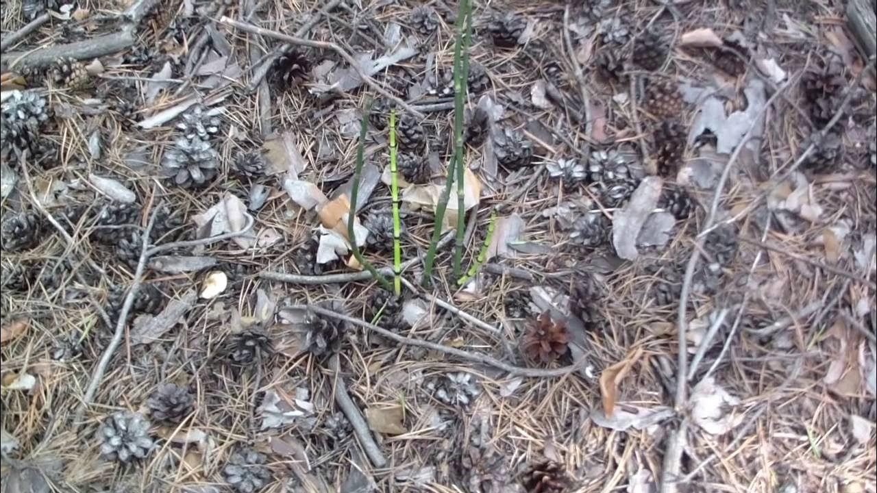 Старая волчиха жила в лесу под корнями большой ели разбор предложения. Работники администрации села волчиха. Горбатов. Горбатов. Старая волчиха жила в лесу.