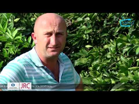ციტრუსის მოსავალი სოფელ შარაბიძეებში