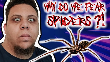 Why Do We Fear Spiders? | Arachnophobia explained!