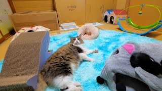 Our new family gathered in the kitten room by Pastel Cat World II【セカンドチャンネル】 27,940 views 1 month ago 2 minutes, 11 seconds