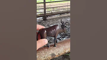 Самый Маленький Буйвол на Ферме Буйволов #жизньскамерой
