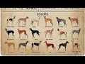Greyhound All Different Breeds in the world 2024#doglover #greyhound