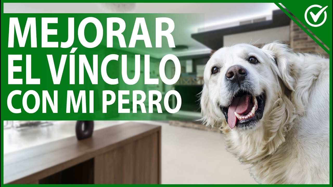 Tengo alergia a mi perro que puedo hacer