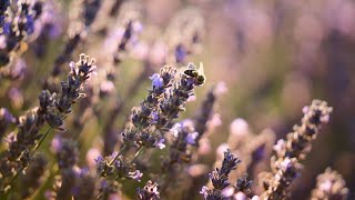 Buzzing Breakthroughs: Exploring the World of Bees and Lavender