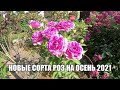 Новые сорта роз на осень 2021