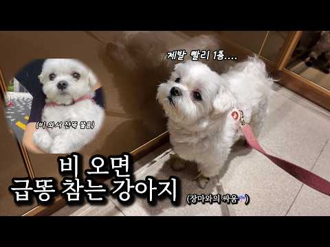 비가 무서워서 똥을 참아야하는 실외배변 강아지 (장마라니...☔️) thumbnail
