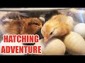 Hatching Chicks The Adventure? Or Disaster? #seekyourtruth