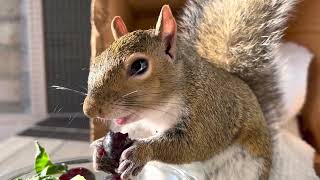 Squirrels Do Love Their Salads… Especially Grapes!