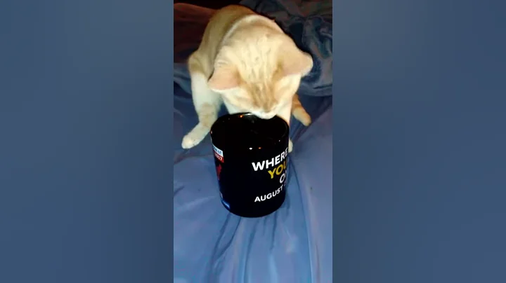 Kitten drinking a cappuccino
