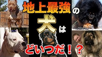 犬種 Youtube 犬種 Youtube