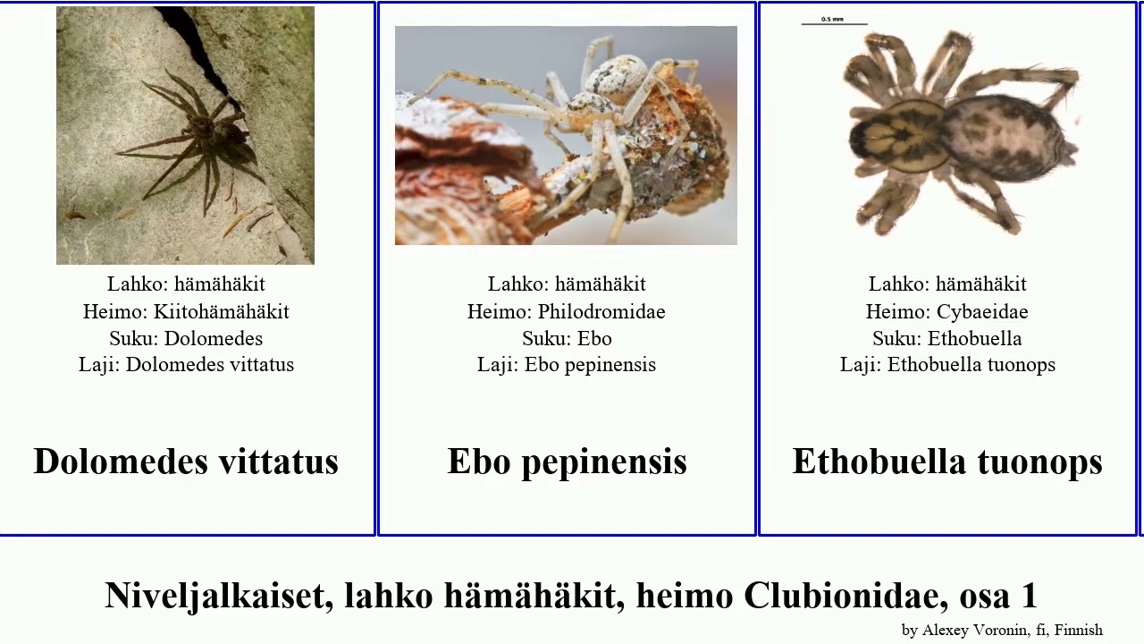 Niveljalkaiset, lahko hämähäkit, heimo Clubionidae, osa 1 maxima janus kei arthropoda orientalis