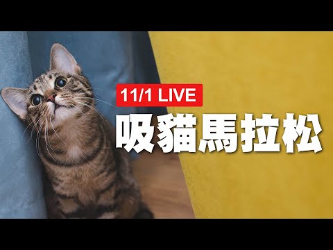 【LIVE】11/1 貓咪馬拉松直播 一起吸好吸滿!│寵物│貓咪｜猫｜ねこ│Pet│Cat│Kitten