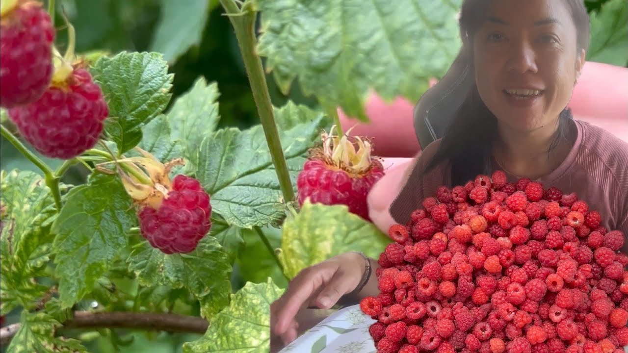 เก็บราสเบอร์รี่ป่าไว้ขายกันจ้า#ช่วงเก็บของป่าขาย06.08.25