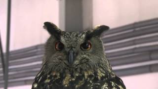 Puchacz W Straży Pożarnej