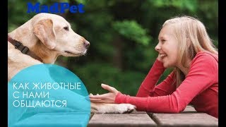 Название: Кошкин Дом на ВЕСТИ ФМ. Язык животных. В гостях - зоопсихолог Мирослав Волков Название: Кошкин Дом на ВЕСТИ ФМ. Язык животных. В гостях - зоопсихолог Мирослав Волков