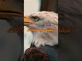 Adopt the Mindset of Cheetah, Eagle, Wolf, Tiger &amp; Lion 🐆🦅🐺🐅🦁 | #shorts  #like #motivation #success