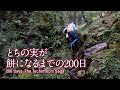 【十一月】栃餅づくり 栃の実収穫・皮むき・アク抜きーお餅になるまで (4K ULTRA HD)