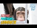 Полная репетиция с шимпанзе на самоизоляции / Приехало телевидение РТР / Животные за кулисами цирка