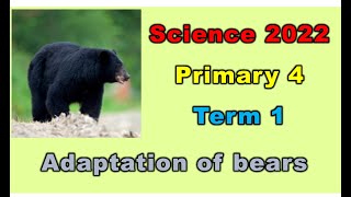 Science primary 4 term 1 - Adaptation of bears- ساينس الصف الرابع الابتدائي ترم اول تكيف الدب 2022