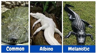 ALBINO AND MELANISTIC ANIMALS