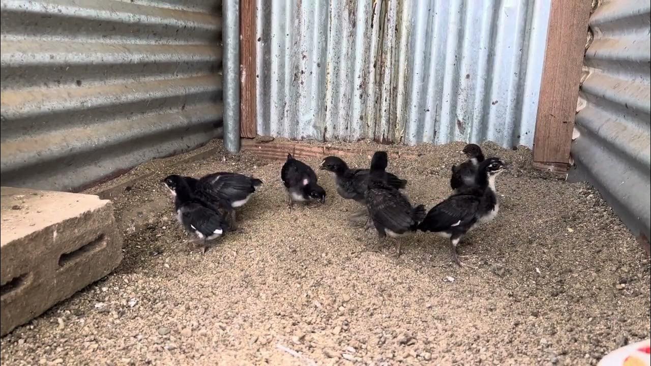 Giros prietos. 1/4 navajeros. YouTube