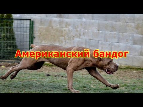 Американский бандог