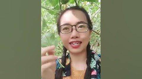 Cây cà độc dược trị hen suyễn, đau dây thần kinh tọa, đau nhức xương khớp