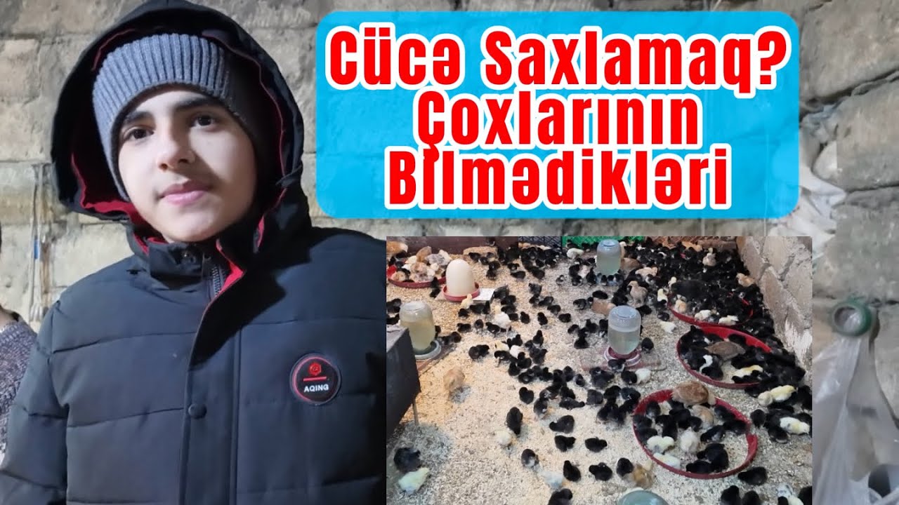 CÜCƏ SAXLARKƏN VACİB OLAN NƏDİR?