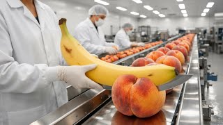 Inside the Modern Peach Processing Factory – From Farm to Canned Peaches (Full Process)