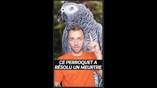 Ce perroquet a résolu un meurtre