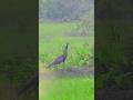 Nikon z50ii + 50-250 wildlife clip #shorts #youtubeshorts #wildlife