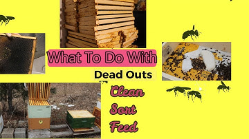 WHAT TO DO WITH DEAD OUT HIVES