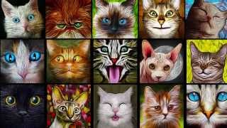 Catistry cat puzzle game Puzzle Mode Gameplay screenshot 5