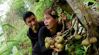 Full video of a girl scooping fish from a natural stream and taking care of wet rice.