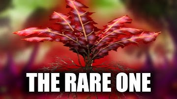 Skyrim - The Secret Nirnroot and the One Who Dared to find it! - Elder Scrolls Lore