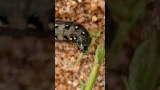 chilli chilli caterpillar entomology chilli insect