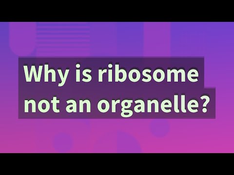 Video: Is ribosome 'n organel?