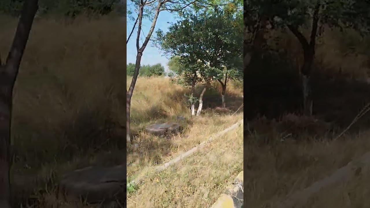 HORTICULTURE AND GARDENING |   