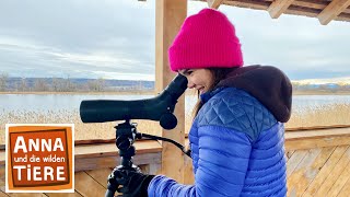 Futter für die Wintervögel | Reportage für Kinder | Anna und die wilden Tiere by Wilde Tierwelt 76,579 views 2 months ago 24 minutes