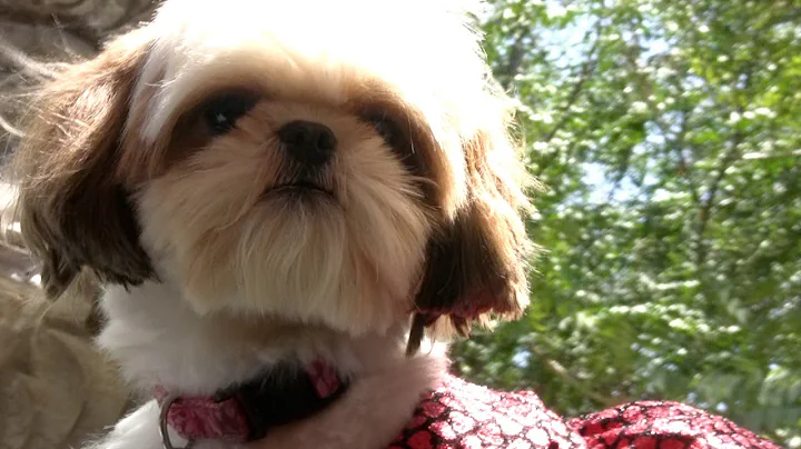 "My Style" Music Video | Dog Video for Kids | 20 Dogs