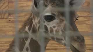 H-E-B supplies goat milk to baby giraffe at Abilene Zoo who lost his mother