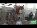 Погрузка дикаря в коневоз. | Подрезали копыто нажёвкой.#horses#stallion