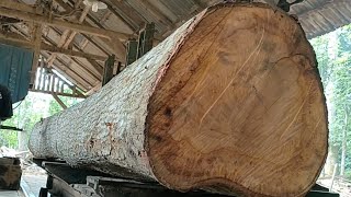 : sawing Monster mahogany wood worth 30 million at the sawmill