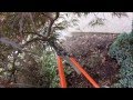 HOW TO Limb Up A Laceleaf Japanese Maple HOW TO Limb Up A Laceleaf Japanese Maple